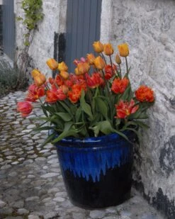 Tulip 'Cairo' 25 Tulip 'Cairo' -Flowers Sales Store tulip cairo 11