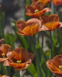 Tulip 'Cairo' 26 Tulip 'Cairo' -Flowers Sales Store tulip cairo 12