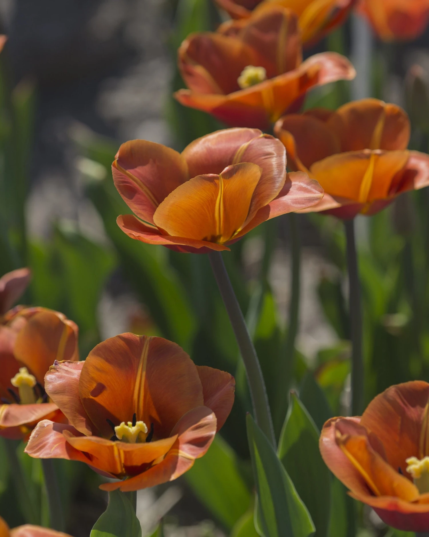 Tulip 'Cairo' 14 Tulip 'Cairo' - Image 12