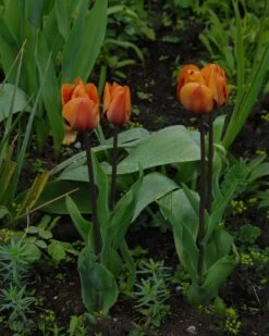 Tulip 'Cairo' 27 Tulip 'Cairo' -Flowers Sales Store tulip cairo 13