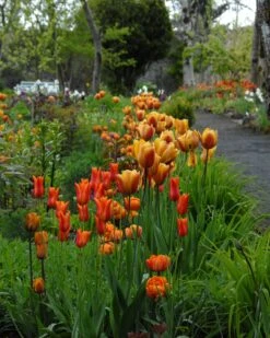 Tulip 'Cairo' 18 Tulip 'Cairo' -Flowers Sales Store tulip cairo 2