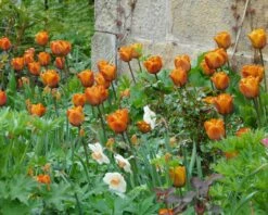 Tulip 'Cairo' 19 Tulip 'Cairo' -Flowers Sales Store tulip cairo 3