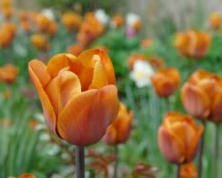 Tulip 'Cairo' 23 Tulip 'Cairo' -Flowers Sales Store tulip cairo 5