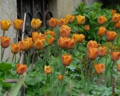 Tulip 'Cairo' 22 Tulip 'Cairo' -Flowers Sales Store tulip cairo 8