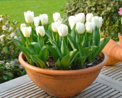 Tulip 'Calgary' -Flowers Sales Store tulip calgary 1