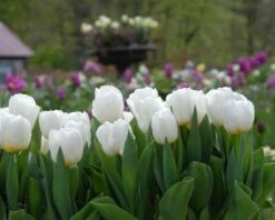 Tulip 'Calgary' -Flowers Sales Store tulip calgary 2 617483de 3449 4b9c b27a cfe39df16f04