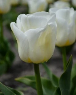 Tulip 'Calgary' -Flowers Sales Store tulip calgary 4