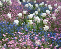 Tulip 'Calgary' -Flowers Sales Store tulip calgary 4 89d0f322 390e 4304 b0da 98b0f76dff3a