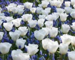 Featured Products -Flowers Sales Store tulip calgary 5 9fbf4e5c c59f 4464 bd93 ddea228ffb6c