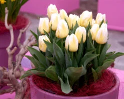 Tulip 'Calgary Flames' 20 Tulip 'Calgary Flames' -Flowers Sales Store tulip calgary flames 1