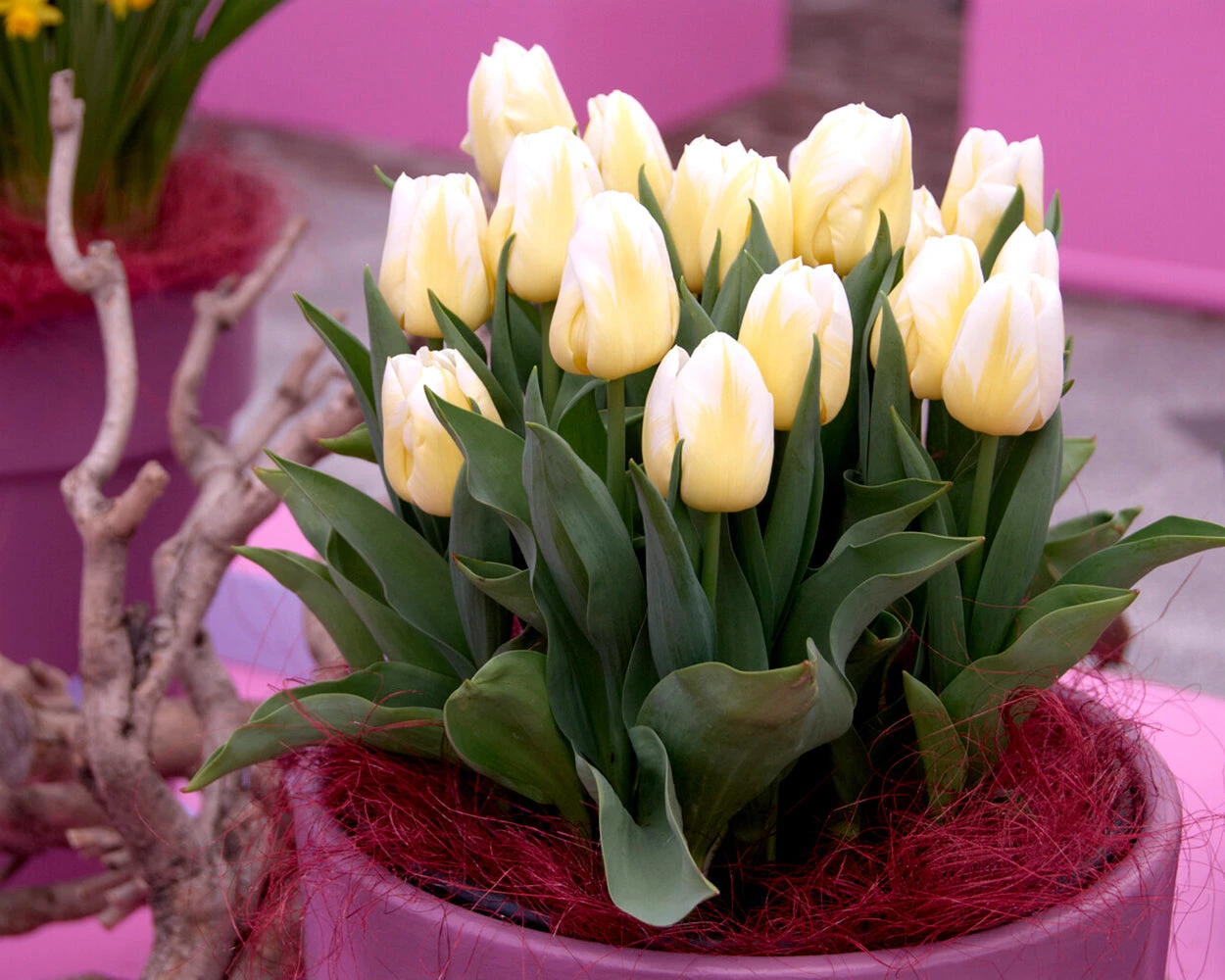 Tulip 'Calgary Flames' 8 Tulip 'Calgary Flames' - Image 6