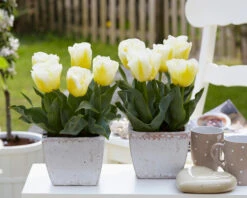 Tulip 'Calgary Flames' 24 Tulip 'Calgary Flames' -Flowers Sales Store tulip calgary flames 10