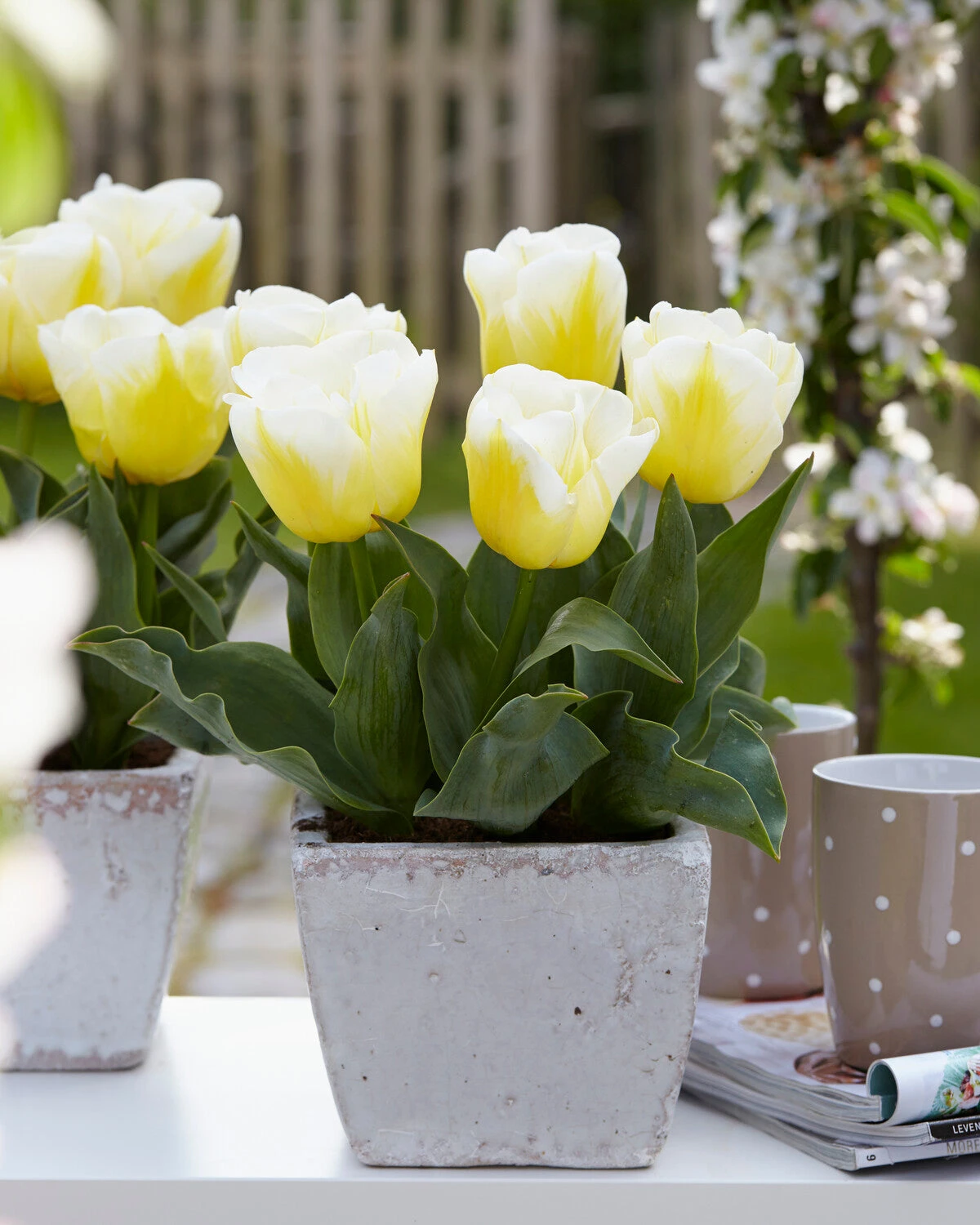 Tulip 'Calgary Flames' 3 Tulip 'Calgary Flames'