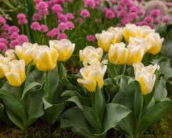 Tulip 'Calgary Flames' 21 Tulip 'Calgary Flames' -Flowers Sales Store tulip calgary flames 12