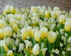 Tulip 'Calgary Flames' 19 Tulip 'Calgary Flames' -Flowers Sales Store tulip calgary flames 13
