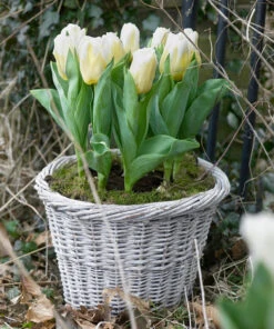 Tulip 'Calgary Flames' 17 Tulip 'Calgary Flames' -Flowers Sales Store tulip calgary flames 2