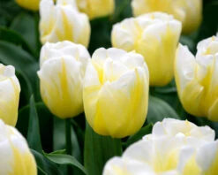 Tulip 'Calgary Flames' 18 Tulip 'Calgary Flames' -Flowers Sales Store tulip calgary flames 3