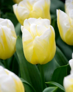 Tulip 'Calgary Flames' 22 Tulip 'Calgary Flames' -Flowers Sales Store tulip calgary flames 4