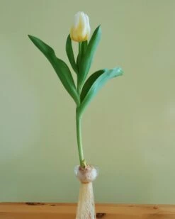 Tulip 'Calgary Flames' 23 Tulip 'Calgary Flames' -Flowers Sales Store tulip calgary flames 5