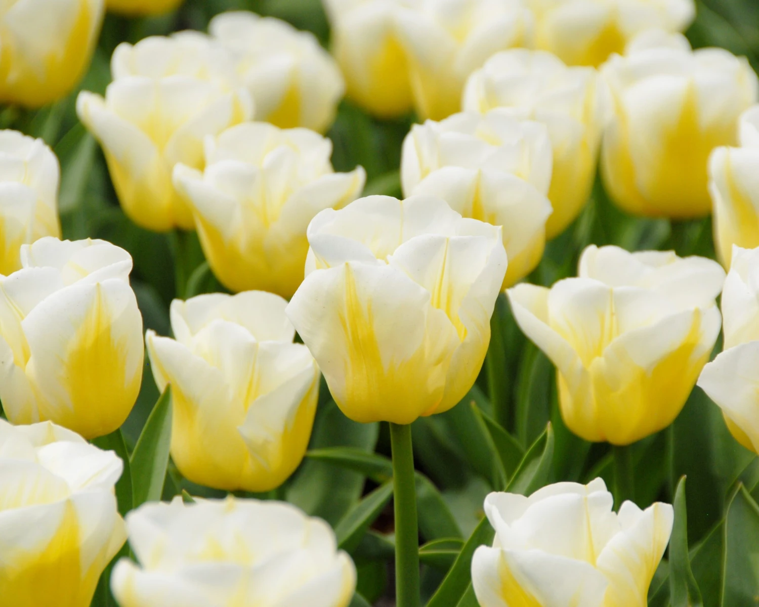 Tulip 'Calgary Flames' 4 Tulip 'Calgary Flames' - Image 2