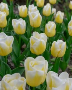 Tulip 'Calgary Flames' 25 Tulip 'Calgary Flames' -Flowers Sales Store tulip calgary flames 7
