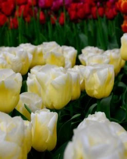 Tulip 'Calgary Flames' 26 Tulip 'Calgary Flames' -Flowers Sales Store tulip calgary flames 8