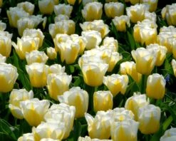 Tulip 'Calgary Flames' 27 Tulip 'Calgary Flames' -Flowers Sales Store tulip calgary flames 9