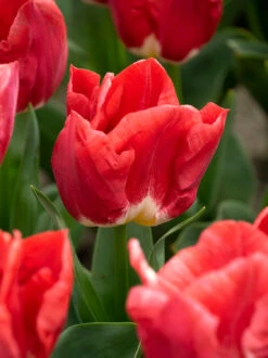 Featured Products -Flowers Sales Store tulip calgary red 0