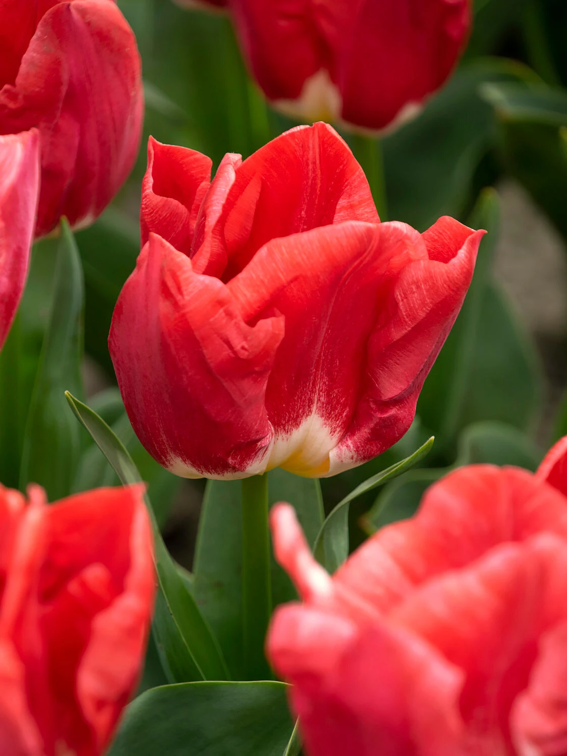 Tulip 'Calgary Red' 4 Tulip 'Calgary Red' - Image 2