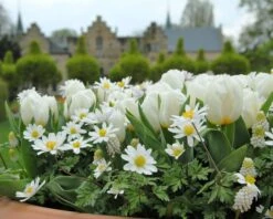 Tulip 'Calgary' -Flowers Sales Store tulip calgary1 1