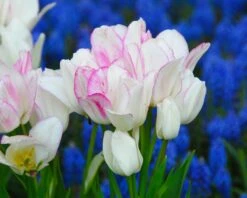 Tulip 'Candy Club' 13 Tulip 'Candy Club' -Flowers Sales Store tulip candy club 1