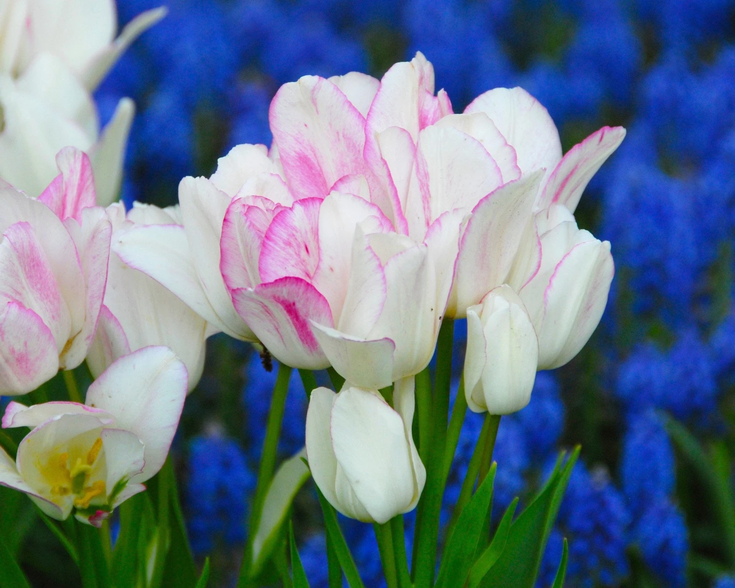 Tulip 'Candy Club' 5 Tulip 'Candy Club' - Image 3