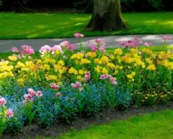 Tulip 'Candy Club' 19 Tulip 'Candy Club' -Flowers Sales Store tulip candy club 2