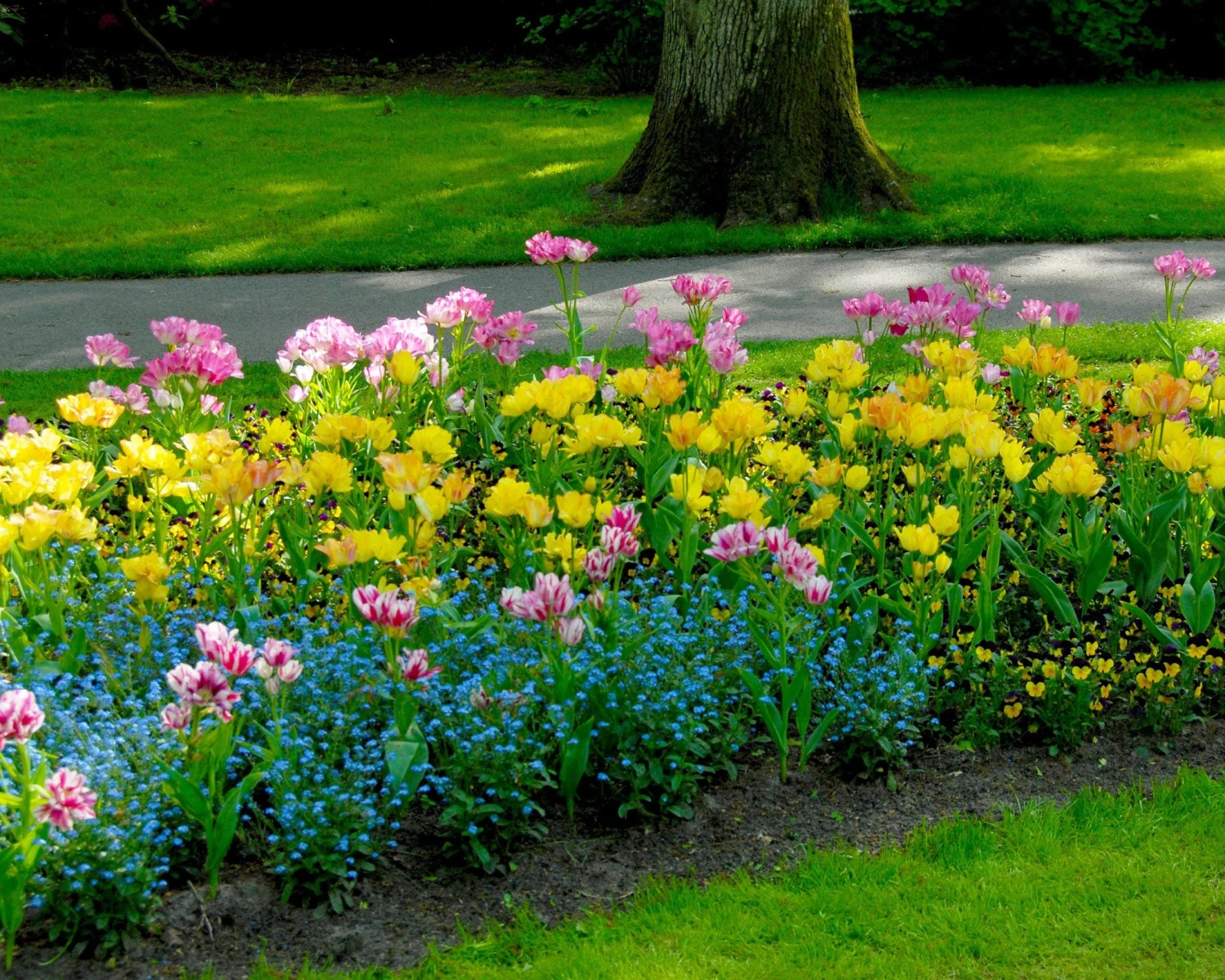 Tulip 'Candy Club' 11 Tulip 'Candy Club' - Image 9