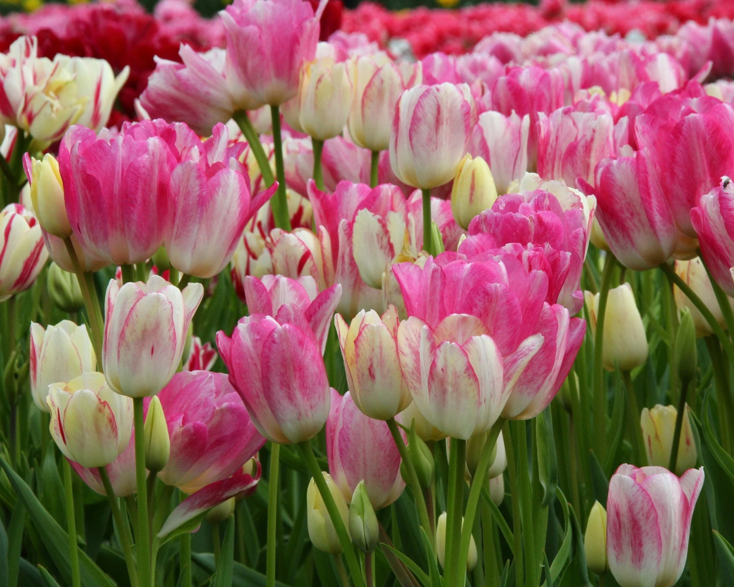 Tulip 'Candy Club' 7 Tulip 'Candy Club' - Image 5