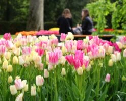 Tulip 'Candy Club' 12 Tulip 'Candy Club' -Flowers Sales Store tulip candy club 5 d908b925 895c 470d ac3f 1844a58358ec