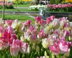 Tulip 'Candy Club' 17 Tulip 'Candy Club' -Flowers Sales Store tulip candy club 6