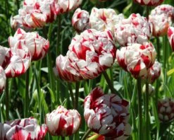 Tulip 'Carnaval De Nice' -Flowers Sales Store tulip carnaval de nice 3 3cf991a6 f85b 490c ba86 e8bd6b2de4c0