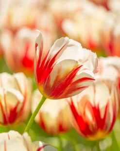 Tulip 'Carnaval De Rio'