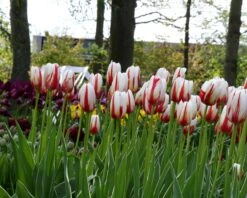 Tulip 'Carnaval De Rio' -Flowers Sales Store tulip carnaval de rio 2 45f04f3d 1f18 4400 b9df cfb723ef438e