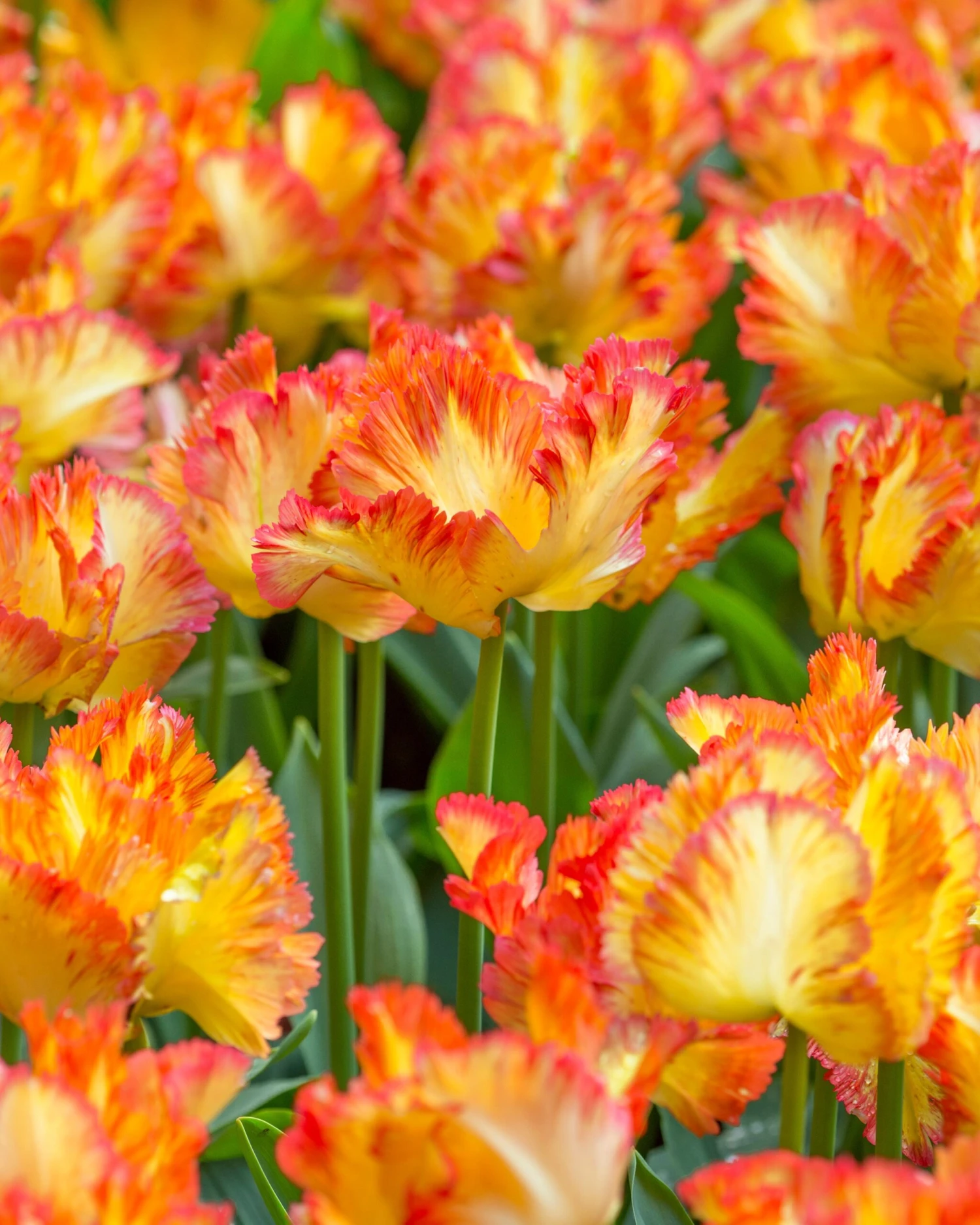 Tulip 'Caribbean Parrot' 3 Tulip 'Caribbean Parrot'