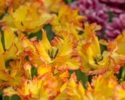 Tulip 'Caribbean Parrot' 16 Tulip 'Caribbean Parrot' -Flowers Sales Store tulip carribean parrot 3