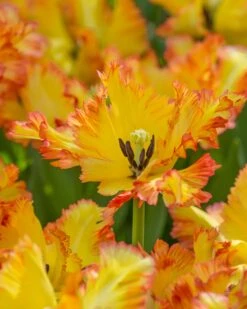 Tulip 'Caribbean Parrot' 17 Tulip 'Caribbean Parrot' -Flowers Sales Store tulip carribean parrot 4