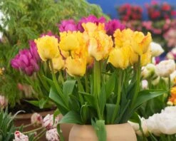 Tulip 'Caribbean Parrot' 15 Tulip 'Caribbean Parrot' -Flowers Sales Store tulip carribean parrot 5