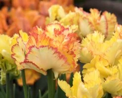 Tulip 'Caribbean Parrot' 18 Tulip 'Caribbean Parrot' -Flowers Sales Store tulip carribean parrot 6