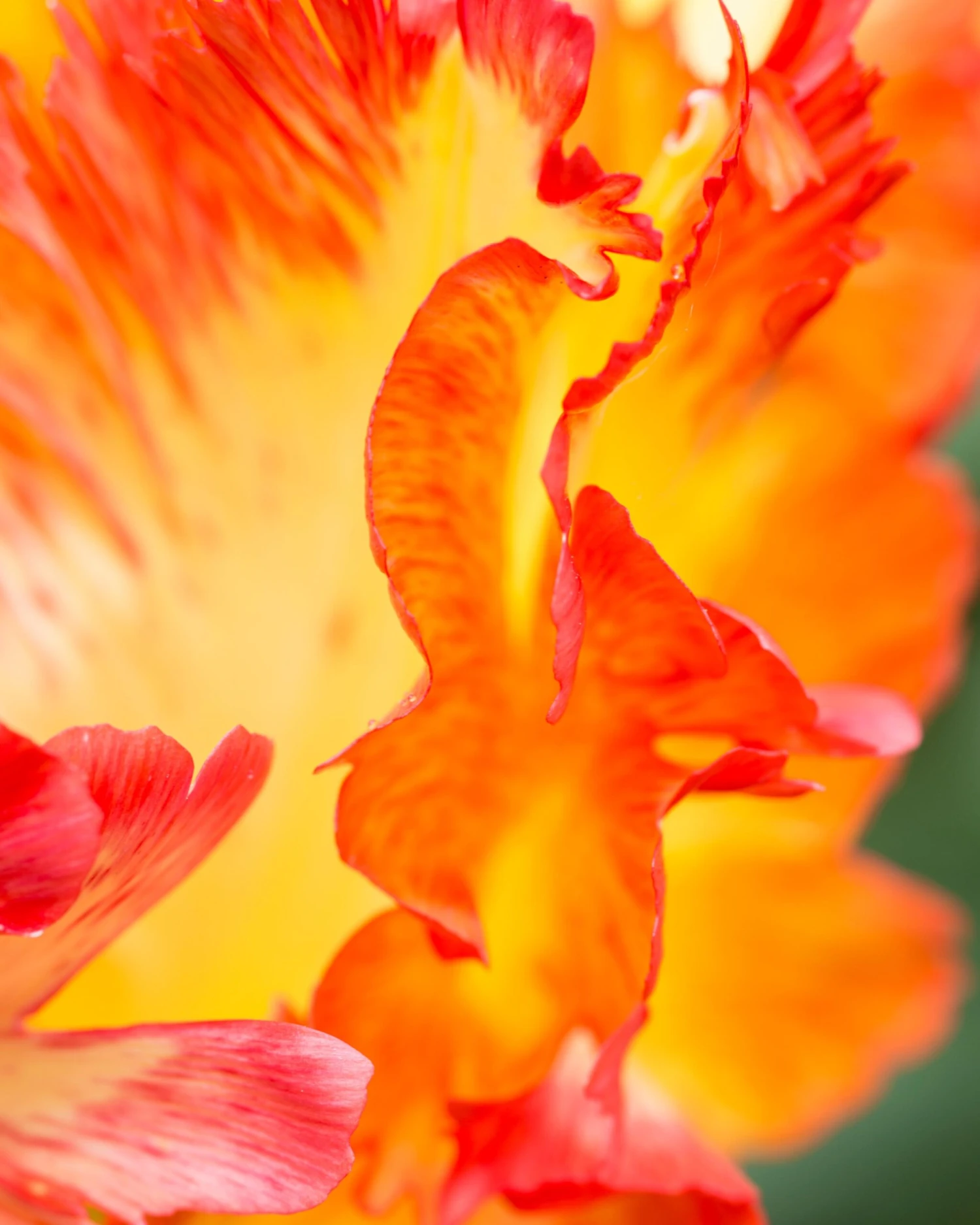 Tulip 'Caribbean Parrot' 5 Tulip 'Caribbean Parrot' - Image 3