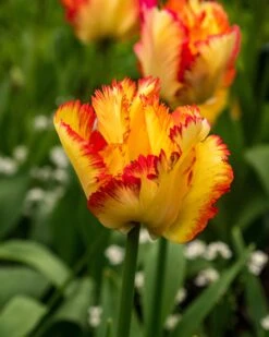 Tulip 'Caribbean Parrot' 21 Tulip 'Caribbean Parrot' -Flowers Sales Store tulip carribean parrot 8