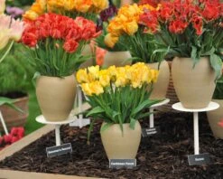 Tulip 'Caribbean Parrot' 19 Tulip 'Caribbean Parrot' -Flowers Sales Store tulip carribean parrot 9