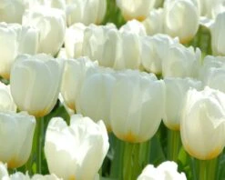 Tulip 'Catherina' 10 Tulip 'Catherina' -Flowers Sales Store tulip catherine 3