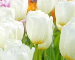 Tulip 'Catherina' 13 Tulip 'Catherina' -Flowers Sales Store tulip catherine 4